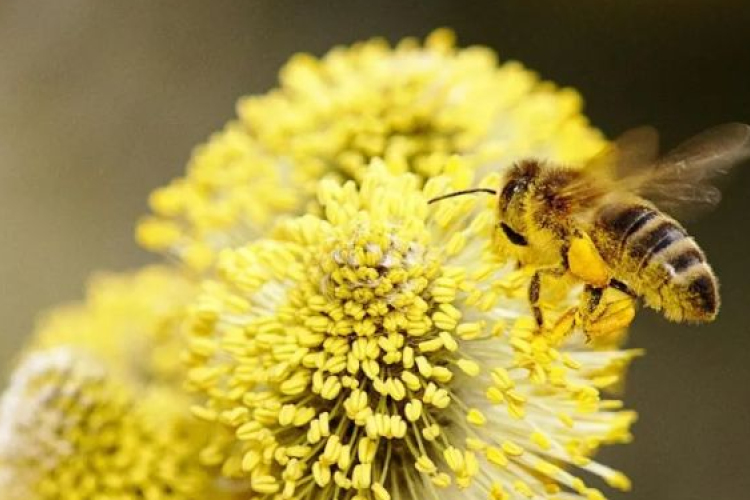 A városi méhlegelők környezeti hatásait vizsgáló kutatási program indult Szegeden