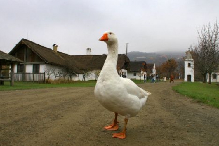 Márton napi libaünnep