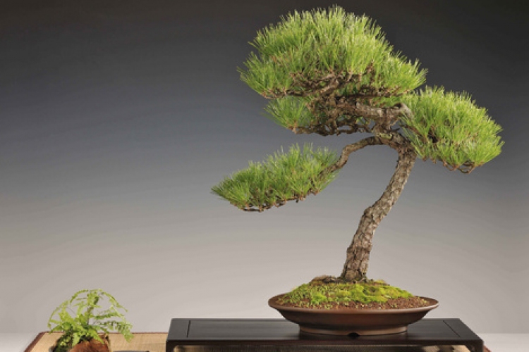 BONSAI KIÁLLÍTÁS