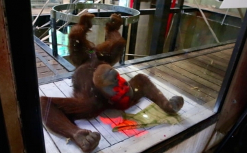 Orangutánoknak fejlesztettek videojátékot ausztrál kutatók