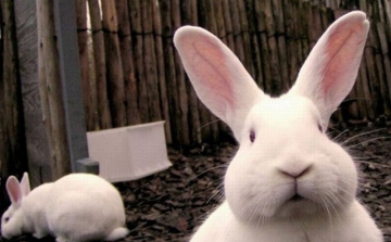 Húsvéti NyusziSTOP-ot kérnek az állatvédők - tudatos vásárlás, felelős állattartás