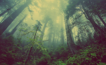 Rengeteg program lesz az idei Erdők hetén