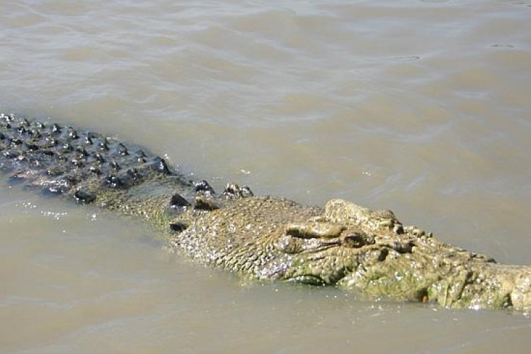 Krokodil falt fel egy horgászt az ausztrál Adelaide folyóban