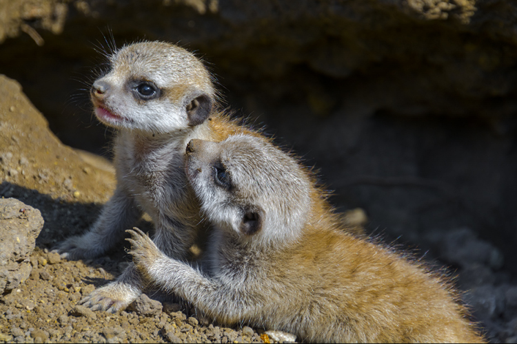 Szurikáták születtek a Szegedi Vadasparkban