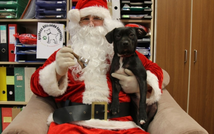 ÁllatSTOP-ot kérnek az állatvédők karácsonyra
