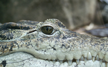 Héliumos aligátorért és szemöldökalapú nárcizmuskutatásért is adtak idén anti-Nobel-díjat