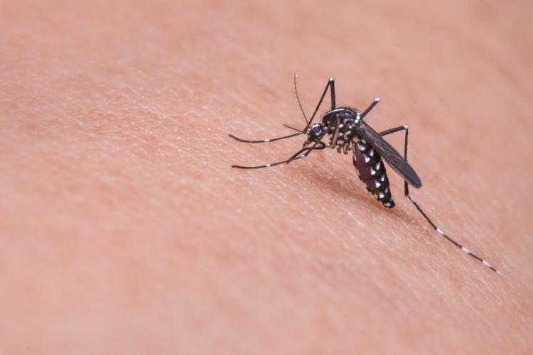 Egyre több helyen kell védekezni a szúnyogok ellen