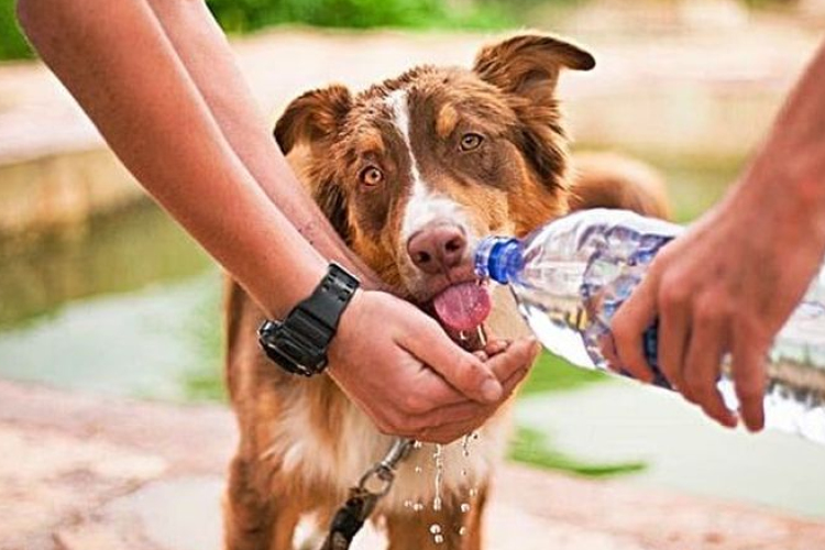 Kutyameleg: hasznos tanácsok állattartáshoz nyárra