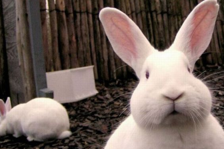 Húsvéti állatstopot kérnek az állatvédők