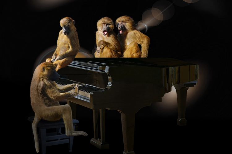 A majmok a zenét preferálják a videókkal szemben egy állatkerti kísérlet szerint