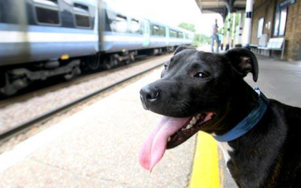 Már a helyjegyes vonatokon is utazhatnak kutyák és más kisállatok a gazdáikkal 
