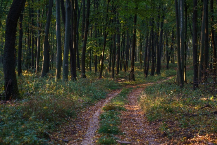 Újabb 30 ezer gyermek környezeti nevelését segíti az Iskolában az Erdő Program
