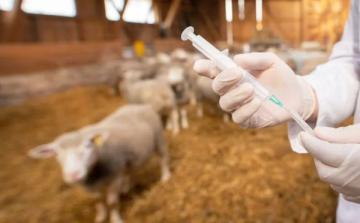 A mezőgazdaságban alkalmazott antibiotikumok veszélyeztetik az emberi immunrendszert