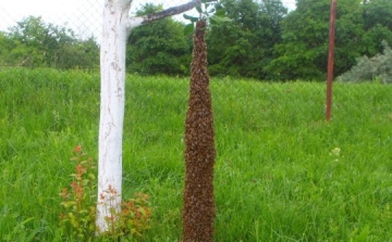 Fatörzs méretű méhraj csüngött a fán