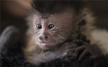 Gondozói nevelik a cuki újszülött kapucinusmajmot a debreceni állatkertben