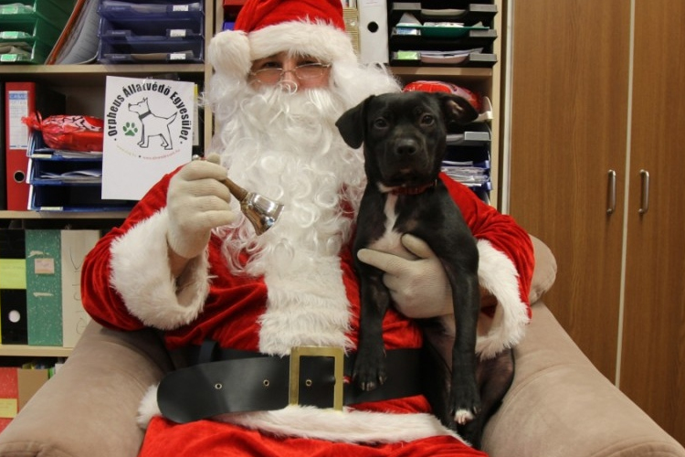 ÁllatSTOP-ot kérnek az állatvédők karácsonyra